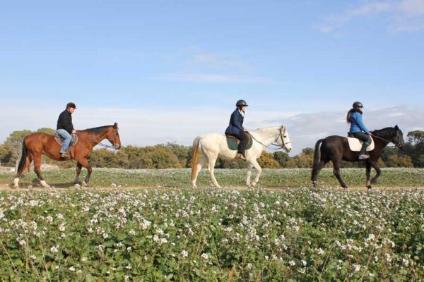 Paseos en caballo en Valencia
